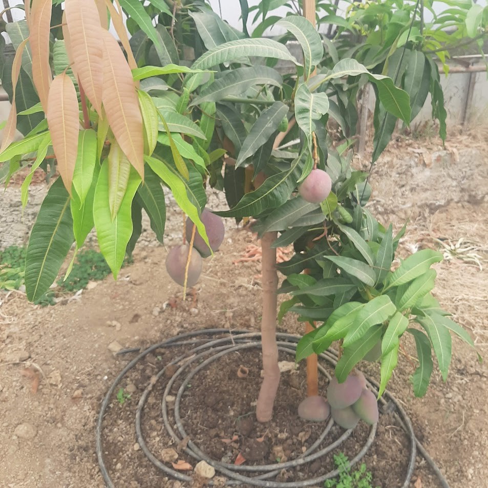 MANGO YERLİ